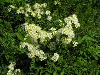 Фотокаталог растений: Спирея городчатая (Spiraea crenata)