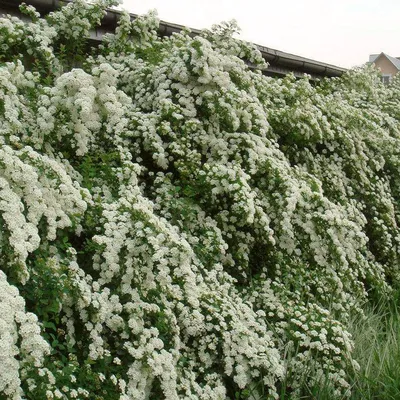 Спирея ниппонская \"June Bride\" (Джуни Брайд), купить в Екатеринбурге