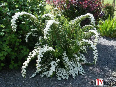 Спирея Вангутта (Spiraea Vanhouttei)