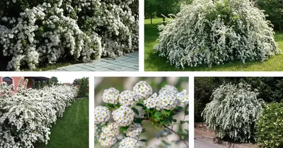 Купить Спирея ниппонская \"Сноумаунд\" (Spiraea nipponica 'Snowmound') от 499  руб. в интернет-магазине Архиленд с доставкой почтой по Москве и в регионы