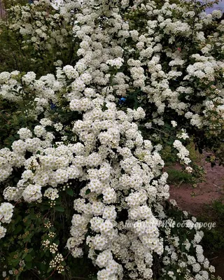 Спирея Вангутта Ауреа (Spiraea x vanhouttei Aurea) 40-60см, цена в  Санкт-Петербурге от компании Вилла-планта (садовый центр и питомник  растений, ландшафтное бюро)