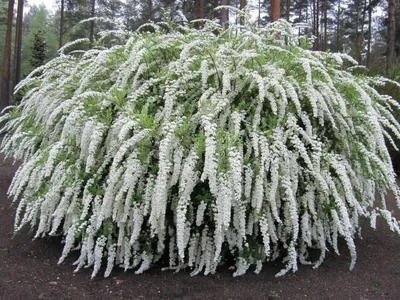 Спирея серая Грефшейм. Spiraea cinerea `Grefsheim`40-60 C7,5L