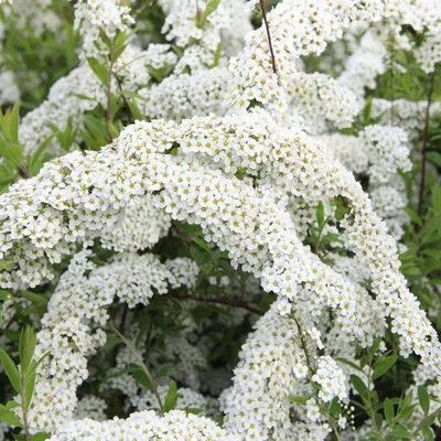 Купить Спирея серая Грефшейм Spiraea cinerea Grefsheim - в питомнике Флорини