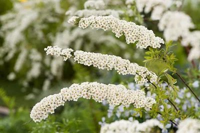 Спирея серая \"Грефшейм\" (Spiraea cinerea \"Grefsheim\") - Питомник и Садовый  центр Русские Деревья