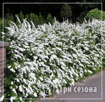 Спирея серая \"Грефшейм\" ✓ купить саженцы в питомнике в Москве, Туле,  Белгороде