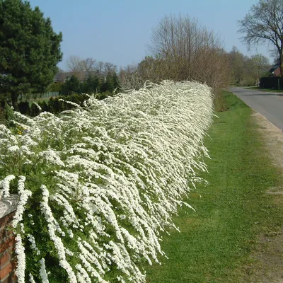 Интернет-магазин Мир Роз | Спирея Грефшейм (Spiraea Grefsheim)