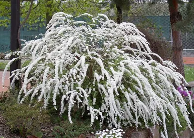 Спирея серая \"Грефшейм\" (Spiraea cinerea \"Grefsheim\") - Питомник и Садовый  центр Русские Деревья