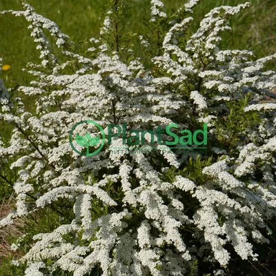 Спирея серая Грефшейм. (Spiraea cinerea Grefsheim) С7,5 купить в  интернет-магазине ЦВІТСАД с доставкой по Украине