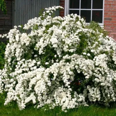 Спирея серая Грефшейм Spiraea cinerea Grefsheim