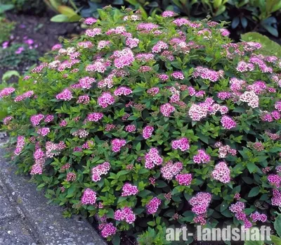 Купить Спирея японская \"Голдфлэйм\" (Spiraea japonica 'Goldflame') от 199  руб. в интернет-магазине Архиленд с доставкой почтой по Москве и в регионы