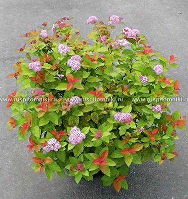 Спирея японская Голден карпет Spiraea japonica Golden Carpet - купить  декоративные и хвойные растения с доставкой по Украине в магазине Добродар