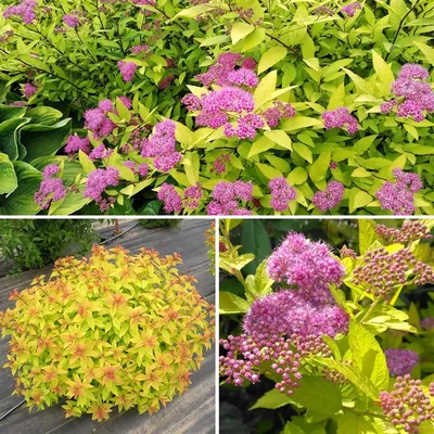 Спирея японская Magic Carpet «Walbuma» Spiraea japonica Magic Carpet  «Walbuma»