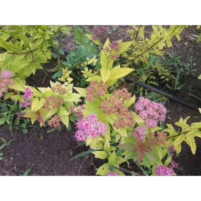 SPIRAEA GOLDMOUND For Sale in Boulder Colorado