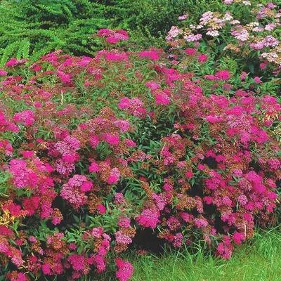 Спирея японская 'Dart's Red' / Spiraea japonica 'Dart's Red' - купить  саженцы в Минске и Беларуси