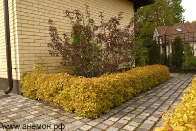 Спирея японская \"Литтл Принцесс\", Spiraea japonica \"Little Princess\"