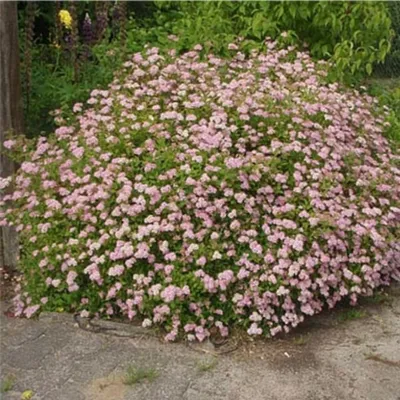 Спирея японская Литтл Принцесс Spiraea japonica Little Princess - купить  декоративные и хвойные растения с доставкой по Украине в магазине Добродар