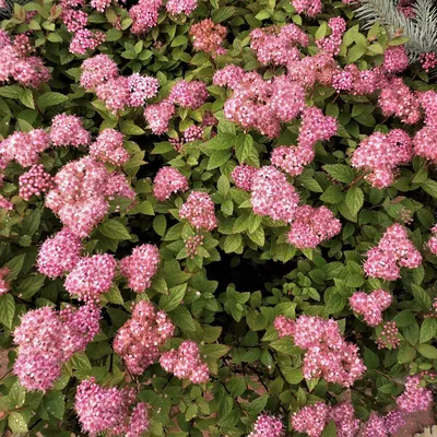 Купить Спирея японская Литл Принцесс Spiraea japonica Little Princess - в  питомнике Флорини