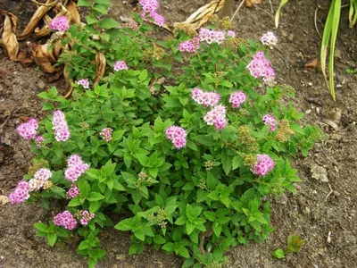 Спирея японская Литл Принцесс: купить в Москве саженцы Spiraea japonica  Little Princess в питомнике «Медра» по цене от 580 руб