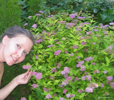 Спирея японская \"Литтл Принцесс\", Spiraea japonica \"Little Princess\"