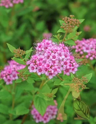 Спирея японская Литл Принцесс / Spiraea japonica Little Princess - «Моя  принцесса стала уже не просто королевишной, а таки Королевой моих  нескольких садов!» | отзывы