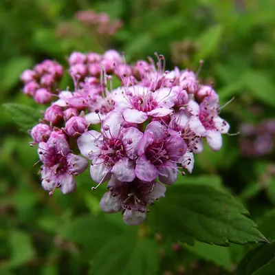 Спирея японская Литл Принцесс, Spiraea japonica Little Princess  (ID#1371612713), цена: 189 ₴, купить на Prom.ua