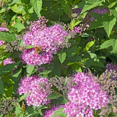 Спирея японская «Литтл Принцесс» (Spiraea japonica «Little Princess»)  купить для ландшафтного дизайна в Москве