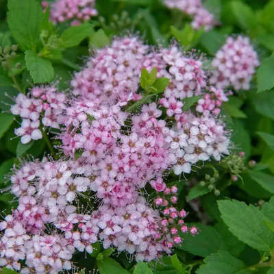 Спирея японская \"Голден Принцесс\" (Spiraea japonica \"Golden Princess\") -  Питомник и Садовый центр Русские Деревья