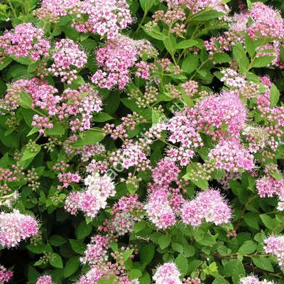 Спирея японская (Spiraea japonica `Golden Princess`) - Спирея японская -  Спирея - Декоративные кустарники - По виду - Каталог - LESKOVO-PITOMNIK.ru