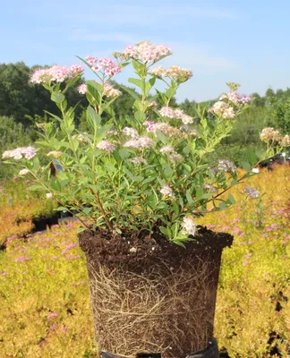 Спирея японская Литл Принцесс Spiraea japonica Little Princess