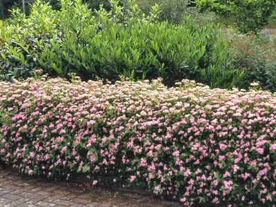 Спирея японская Голден принцесс (Spiraea japonica Golden Princess) С2 -  купить в Минске, цены