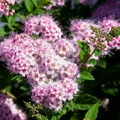 Спирея японская Голден Принцесс / Spiraea japonica Golden Princess