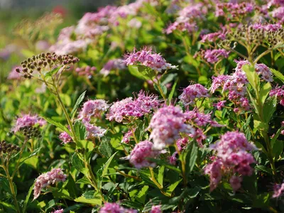 Спирея японская Литл Принцесс (Spiraea japonica Little Princess) – купить  саженец по цене от 300 ₽