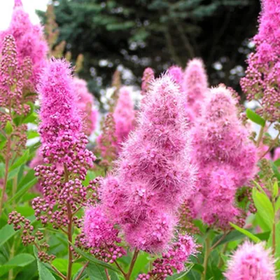 Спирея иволистная розовая / Spiraea salicifolia, заказать, купить в Перми -  Саженцы лиственных деревьев и кустарников - Питомник «Анютины Глазки»