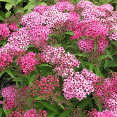 Спирея японская Литл Принцесс (Spiraea japonica Little Princess) – купить  саженец по цене от 300 ₽