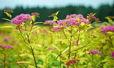 Спирея японская Anthony Waterer Sapho - Спирея - GardenPlants