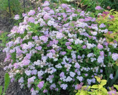 Спирея розовая: истинное украшение для вашего сада | Полезная Ботаника |  Дзен