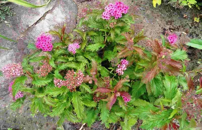 Спирея японская (Spiraea japonica `Little Princess`) - Спирея японская -  Спирея - Декоративные кустарники - По виду - Каталог - LESKOVO-PITOMNIK.ru