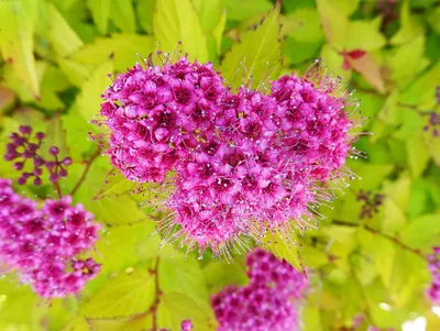 Купить Спирея японская \"Широбана\" (Spiraea japonica 'Shirobana') от 499  руб. в интернет-магазине Архиленд с доставкой почтой по Москве и в регионы