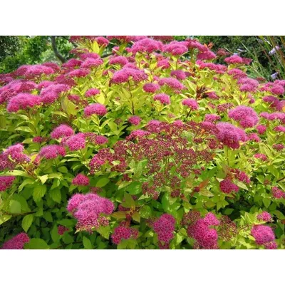 Спирея японская (Spiraea japonica `Manon`) - Спирея японская - Спирея -  Декоративные кустарники - По виду - Каталог - LESKOVO-PITOMNIK.ru