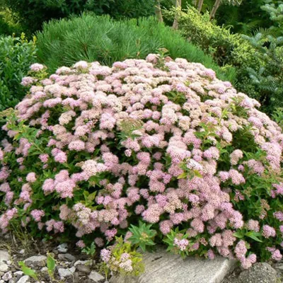 Spiraea japonica 'Sparkling Champagne', Спирея японская 'Спарклинг  Шампейн'|landshaft.info