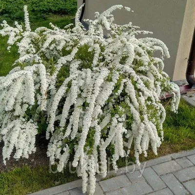 Купить Спирея серая Грефшейм Spiraea cinerea Grefsheim - в питомнике Флорини