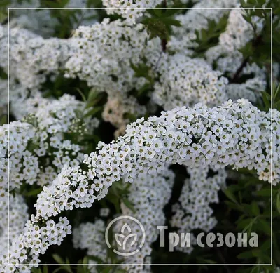 Купить Спирея серая Грефшейм Spiraea cinerea Grefsheim - в питомнике Флорини