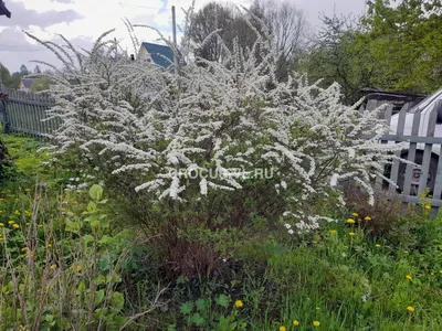 Спирея серая (Spiraea cinerea `Grefsheim`) - Спирея серая - Спирея -  Декоративные кустарники - По виду - Каталог - LESKOVO-PITOMNIK.ru