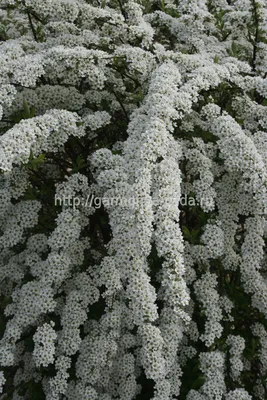 Спирея серая Грефшейм. (Spiraea cinerea Grefsheim) С7,5 купить в  интернет-магазине ЦВІТСАД с доставкой по Украине