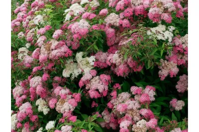 Спирея японская «Дженпей/Широбана» (Spiraea japonica «Genpei/ Shirobana»)  купить для ландшафтного дизайна в Москве