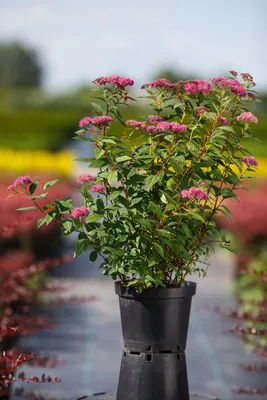 Спирея японская Генпей ( Широбана )Spirea japonica Genpei ( Shirobana) |  Питомник Тайга