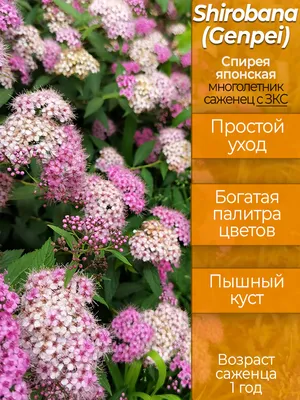 Spiraea japonica Shirobana Спирея японская Широбана