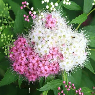 Купить Спирея японская Широбана (Дженпей) / Spirea japonica Genpei or  Shirobana с доставкой в Подмосковье в Сергиевом Посаде в питомнике АгроПАРК