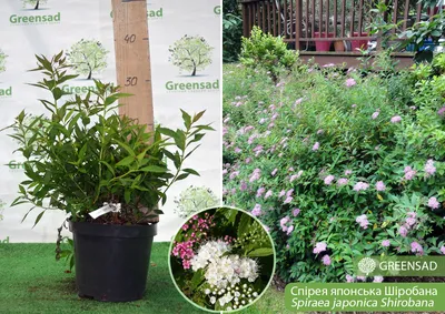 Спирея японская Дженпей (Широбана) (Spiraea japonica Genpei (Shirobana) Р9  — Питомник Летний сад