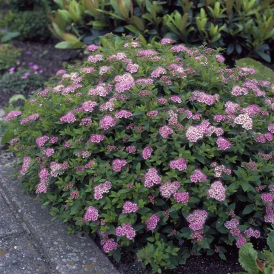 Спирея японская (Spiraea japonica) 'Genpei' или 'Shirobana' - купить  саженцы в Минске и Беларуси